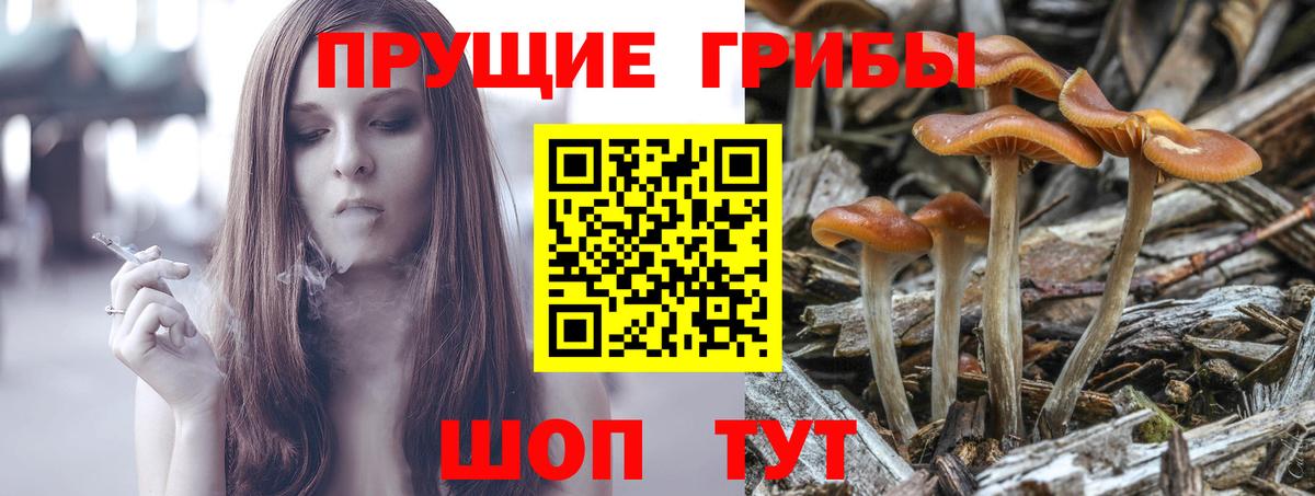 Галлюциногенные грибы Psilocybine cubensis Нефтекумск