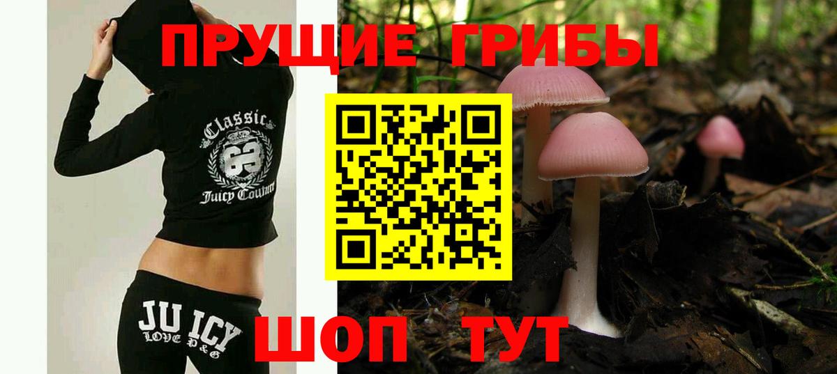 где можно купить наркотик  Вход с VPN  Галлюциногенные грибы Cubensis  Нефтекумск  Псилоцибиновые грибы Psilocybe 